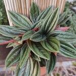 Peperomia caperata Folla