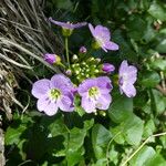 Cardamine raphanifolia Kwiat