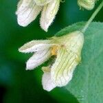 Bryonia cretica Flower