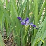 Iris brevicaulis Habitus