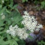 Filipendula ulmariaപുഷ്പം