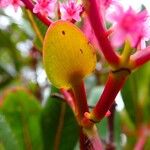 Cunonia vieillardii Flor