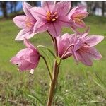 Fritillaria pluriflora花