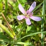 Geropogon hybridus Flor