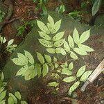 Trichilia prieuriana Feuille