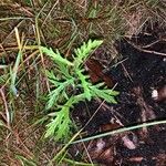 Ambrosia psilostachya Feuille