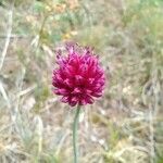 Allium sphaerocephalon 花