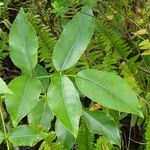 Polyscias repanda Yaprak