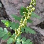 Anemia tomentosa Fruit