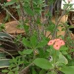 Euphorbia milii Kora