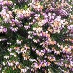 Erica erigena Flower