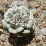 Filago tyrrhenica 形態