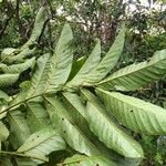 Tachigali costaricensis पत्ता