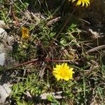 Taraxacum palustre Агульны выгляд