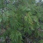 Acacia berlandieri Hábito