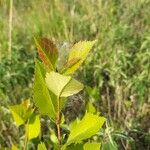 Crataegus douglasii Levél