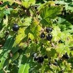 Ribes montigenum Fruchs