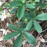 Potentilla alba Folha