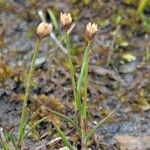 Juncus triglumis Habit