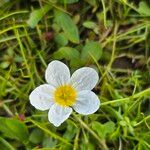 Ranunculus peltatus Квітка