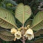 Elaeocarpus geminiflorus Blüte