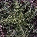 Carduus tenuiflorus Leaf