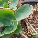 Kalanchoe fedtschenkoi पत्ता