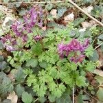 Corydalis solidaFlower