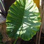 Alocasia macrorrhizos Blatt