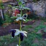 Salvia discolor Fruitua