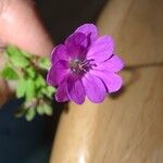 Geranium pyrenaicum Kwiat