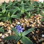 Hyacinthoides lingulata Leaf