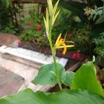 Canna × hybrida Цветок