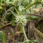 Eryngium nudicaule Квітка