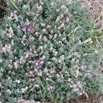 Teucrium marum 花