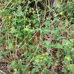 Medicago lupulina പുഷ്പം