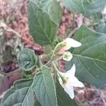 Solanum nigrumЦветок