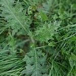 Carduus acanthoides Leaf
