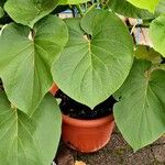 Aristolochia macrophylla Blatt