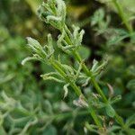 Galium verrucosum Other