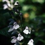 Scutellaria serrata Fruit