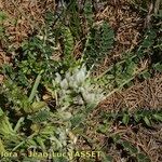 Astragalus depressus Costuma