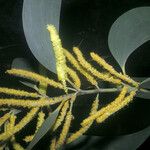 Acacia mangium Кветка