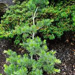 Pinus parviflora موطن