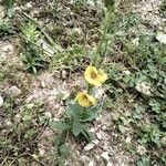 Verbascum blattaria List