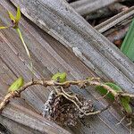 Bulbophyllum ngoyense Habit