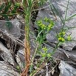 Euphorbia sulcata Habit