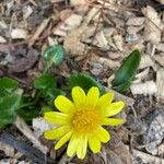 Ranunculus bullatusFlower