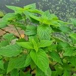 Salvia hispanica Feuille