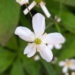 Ranunculus platanifolius Fula